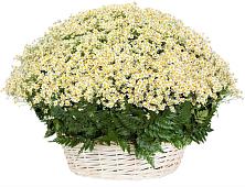 Цветочная композиция из Ромашки в корзине #REPLACE_PRED# Ясногорске Тульской области